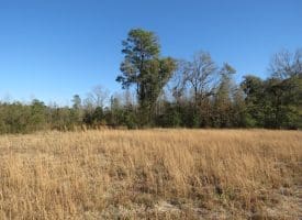 24+/- Acres of Residential and Hunting Land For Sale in Robeson County NC!