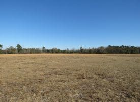 29+/- Acres of Residential and Hunting Land For Sale in Robeson County NC!