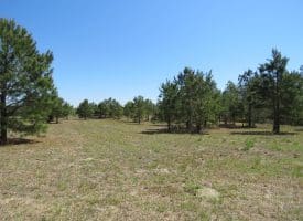 35+/- Acres of Residential and Hunting Land For Sale in Robeson County NC!
