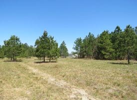 35+/- Acres of Residential and Hunting Land For Sale in Robeson County NC!