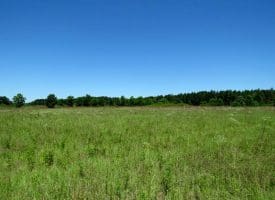 85+/- Acres of Hunting and Residential Land For Sale in Robeson County, NC