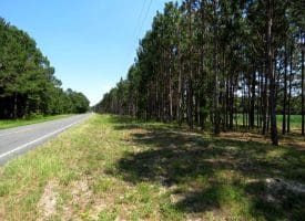 56+/- Acres of Farm Land For Sale in Bladen County NC!