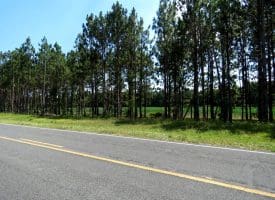 56+/- Acres of Farm Land For Sale in Bladen County NC!