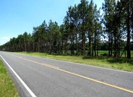 56+/- Acres of Farm Land For Sale in Bladen County NC!