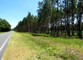 56+/- Acres of Farm Land For Sale in Bladen County NC!