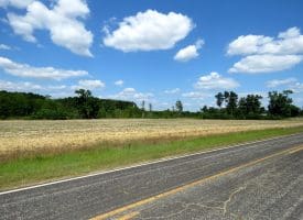 130+/- Acres of Farm Land For Sale in Robeson County NC!