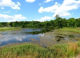 130+/- Acres of Farm Land For Sale in Robeson County NC!