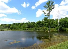 130+/- Acres of Farm Land For Sale in Robeson County NC!