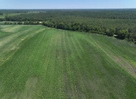 56+/- Acres of Farm Land For Sale in Bladen County NC!