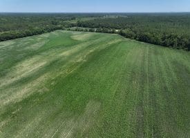 56+/- Acres of Farm Land For Sale in Bladen County NC!