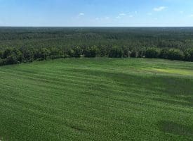 56+/- Acres of Farm Land For Sale in Bladen County NC!