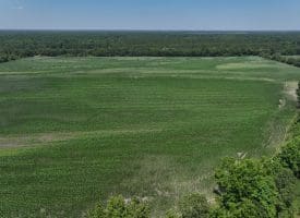 56+/- Acres of Farm Land For Sale in Bladen County NC!