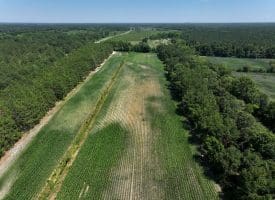 56+/- Acres of Farm Land For Sale in Bladen County NC!