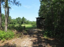 45+/- Acres of Hunting Land For Sale in Columbus County, NC!