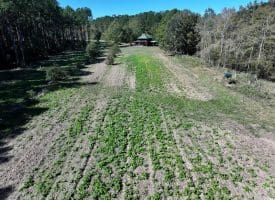 105+/- Acres of Hunting and Recreational Land For Sale in Bladen County, NC