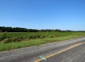 Tract 6 Cowpen 5+/- Acres of Residential and Farm Land For Sale in Robeson County NC!