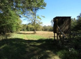 105+/- Acres of Hunting and Recreational Land For Sale in Bladen County, NC