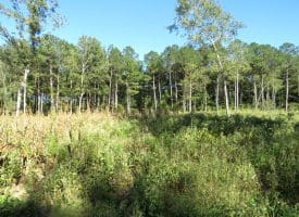 105+/- Acres of Hunting and Recreational Land For Sale in Bladen County, NC