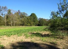 105+/- Acres of Hunting and Recreational Land For Sale in Bladen County, NC