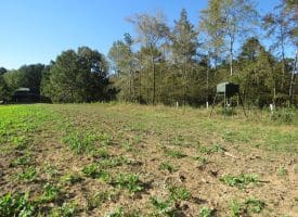 105+/- Acres of Hunting and Recreational Land For Sale in Bladen County, NC