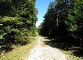 105+/- Acres of Hunting and Recreational Land For Sale in Bladen County, NC