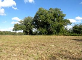 41+/- Acres of Residential and Hunting Land For Sale in Robeson County, NC!