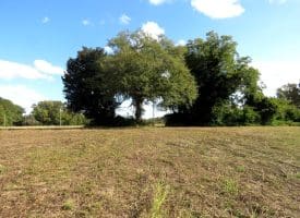 41+/- Acres of Residential and Hunting Land For Sale in Robeson County, NC!