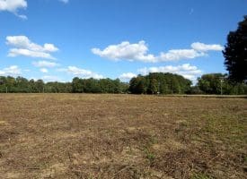 41+/- Acres of Residential and Hunting Land For Sale in Robeson County, NC!