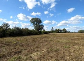 41+/- Acres of Residential and Hunting Land For Sale in Robeson County, NC!