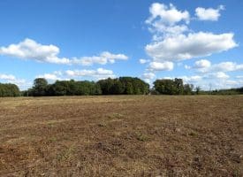 41+/- Acres of Residential and Hunting Land For Sale in Robeson County, NC!