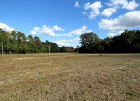 41+/- Acres of Residential and Hunting Land For Sale in Robeson County, NC!