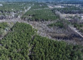 69+/- Acres of Hunting and Residential Land For Sale in Cumberland County, NC