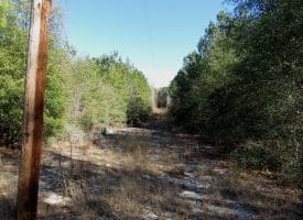 69+/- Acres of Hunting and Residential Land For Sale in Cumberland County, NC