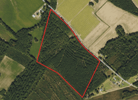 40+/- Acres of Timber and Hunting Land For Sale in Robeson County, NC!