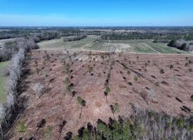 40+/- Acres of Timber and Hunting Land For Sale in Robeson County, NC!