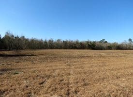 23+/- Acres of Hunting and Residential Land For Sale in Robeson County, NC!