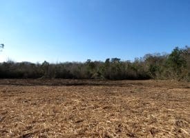 23+/- Acres of Hunting and Residential Land For Sale in Robeson County, NC!