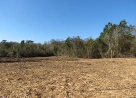 23+/- Acres of Hunting and Residential Land For Sale in Robeson County, NC!