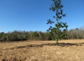 23+/- Acres of Hunting and Residential Land For Sale in Robeson County, NC!