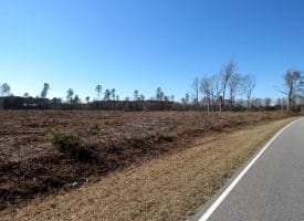 40+/- Acres of Timber and Hunting Land For Sale in Robeson County, NC!