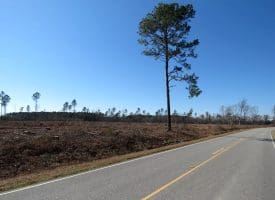 40+/- Acres of Timber and Hunting Land For Sale in Robeson County, NC!