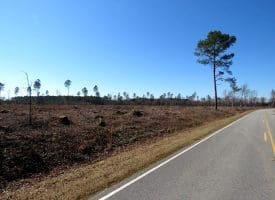 40+/- Acres of Timber and Hunting Land For Sale in Robeson County, NC!