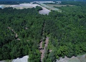 49+/- Acres of Hunting and Timber Land For Sale in Columbus County, NC!