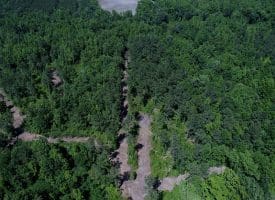 49+/- Acres of Hunting and Timber Land For Sale in Columbus County, NC!