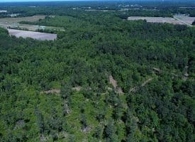 49+/- Acres of Hunting and Timber Land For Sale in Columbus County, NC!