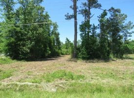 49+/- Acres of Hunting and Timber Land For Sale in Columbus County, NC!