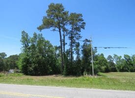 49+/- Acres of Hunting and Timber Land For Sale in Columbus County, NC!