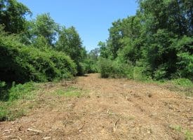 49+/- Acres of Hunting and Timber Land For Sale in Columbus County, NC!