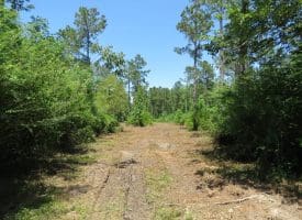 49+/- Acres of Hunting and Timber Land For Sale in Columbus County, NC!