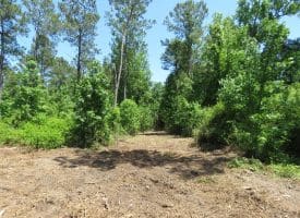 49+/- Acres of Hunting and Timber Land For Sale in Columbus County, NC!